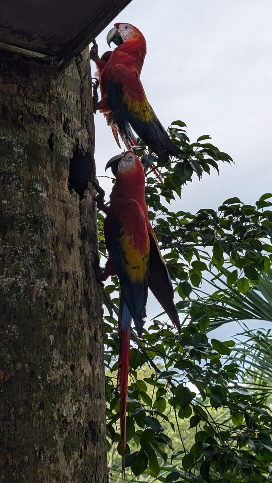 Peace Of Paradise Free Park Tour & Free Breakfast Hotel Manuel Antonio