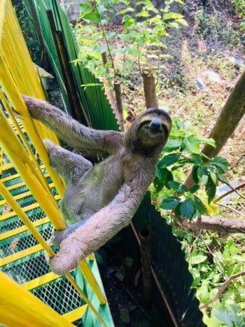 Peace Of Paradise Free Park Tour & Free Breakfast Hotel Manuel Antonio